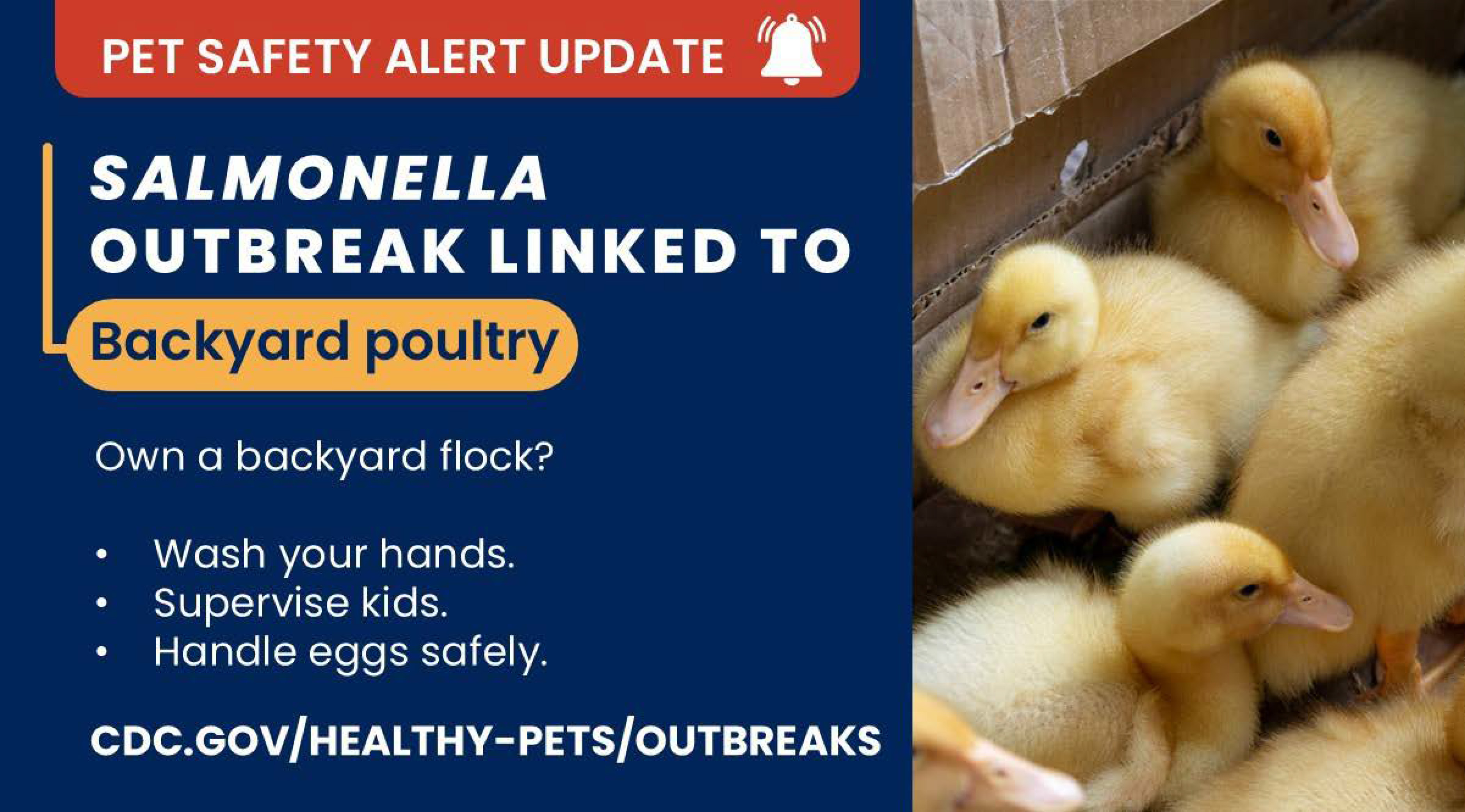 warning of Salmonella outbreak linked to backward poultry with text that reads, "Own a backyard flock? Wash your hands. Supervise kids. Handle eggs safely.